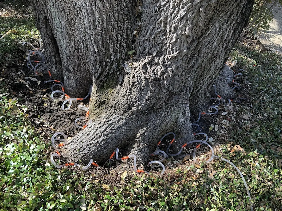 Detailed Tree Cabling and Bracing job site in Mc Henry