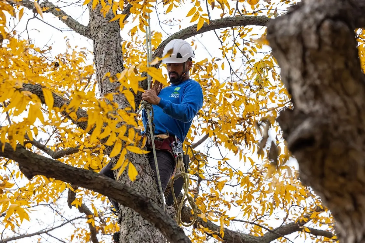 Skilled Dead Tree Removal crew working in Mc Henry